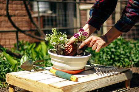 Closeup of woman's hands holding and adjusting two flowers just being transplanted into a pot. Gardener with purple and whote flowers on a sunny day. Horticulture and home garden conceptの写真素材