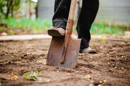 Closeup of a shovel and a man digging a hole at the garden for the plant to be placed inside. Old man's foot digging a pit at his yard to plant and grow home vegatables. Horticulture and garden conceptの写真素材
