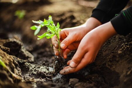 Closeup of a tomato seedling in the hands of a young boy ready to plant it into the soil at the garden. Home grown vegetables and healthy food care. Horticulture and home garden conceptの写真素材