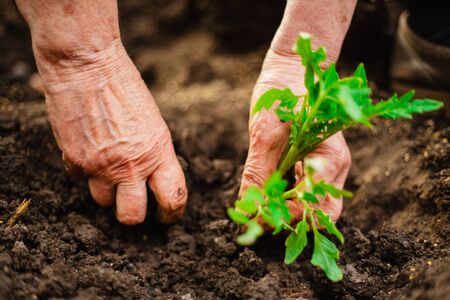 Closeup of an old woman's hands planting a seedling of a tomato into the soil. Gardener covering the roots of a tomato with ground and humus. Horticulture and home garden conceptの写真素材
