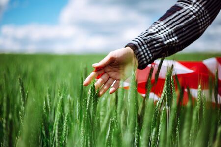 Womans hand with an american flag touches spikelets on the green wheat field. Patriotic holiday...