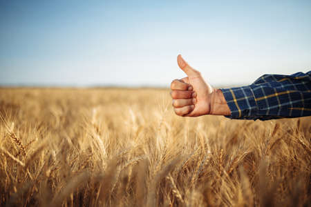 Close up of a male farmer's hand showing thumb up like sign on the wheat field. Farmer worker glad with a good fruitful crop harvest of this year. Agricultural and farm conceptの写真素材