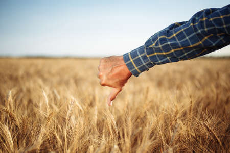 Close up of a male farmer's hand showing thumb down dislike sign on the wheat field. Farmer worker disappointed with a bad little crop harvest of this year. Agricultural and farm conceptの写真素材