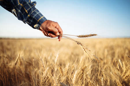 Farmer holds a few spikelets of wheat in his hand standing in the middle of the grain field. Man working on the farm checking the new harvest touching ears of the wheat. Agricultural conceptの写真素材