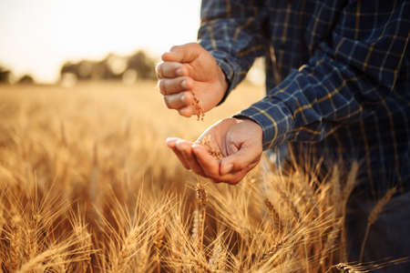Farmer stands among the ears of wheat pours grains from hand to hand checking the quality of the new crop. Farm worker prepares for harvest analyzes wheat grade. Agriculture and business conceptの写真素材
