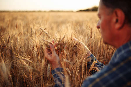 Farmer sits among golden ripen ears of wheat checking the crop specifications before harvesting. Farm worker looking at grown up grain spikelets. Agriculture, business and rural conceptの写真素材