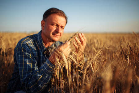Farmer sits among golden ripen ears of wheat checking the crop specifications before harvesting. Farm worker looking at grown up grain spikelets. Agriculture, business and rural conceptの写真素材