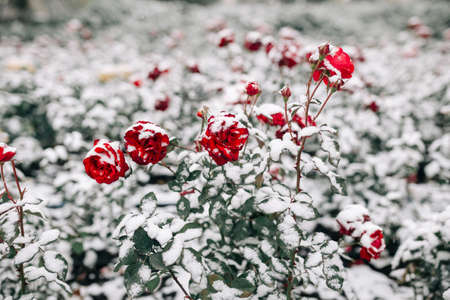 Red roses bushes covered with snow at a winter park. Green bushes of dark red roses flowers under the layer of white snow. Floristic and nature, winter holidays present conceptの写真素材
