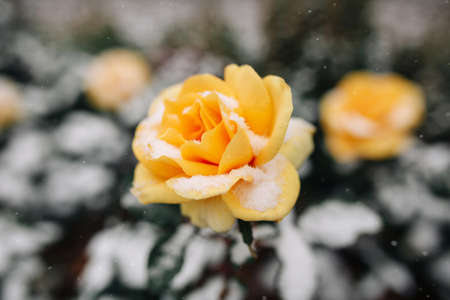 Yellow rose bush covered with snow at a winter park. Green bush of beautiful yellow roses flowers under the layer of white snow. Floristic and nature, winter holidays present conceptの写真素材