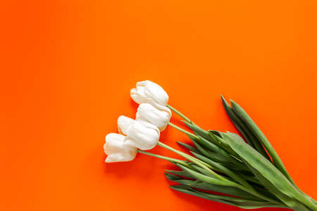 Beautiful bright white and green tulips flatlay on the orange background as a present on 8 March. International women's day concept. Copyspace and place for the text. Isolatedの写真素材