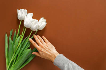 A hand touches the fresh white tulips bouquet flatlay on the brown background. Spring flowers as a present on international women's day. 8 March celebration concept. Text place, copyspaceの写真素材