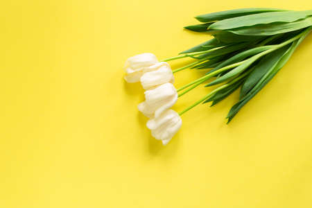 Spring tulips laying on the yellow background. Bouquet of beautiful white flowers as a present on 8...