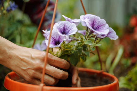 Woman planting a flower in a pot in a garden. Closeup of the female hands putting flower into the soil. Home gardening and botanic conceptの写真素材