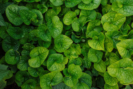 Green leaves background. Plants one tone photograph. Nature pattern concept. Copyspace, place for your textの写真素材