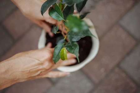 Woman planting a flower in a pot in a garden. Closeup of the female hands putting flower into the soil. Home gardening and botanic conceptの写真素材