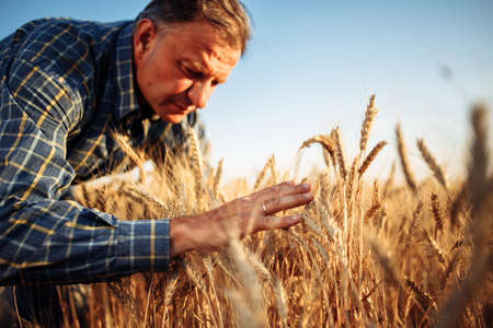 A man farmer examines the quality of the new crop of grains in the middle of the wheat field. Male standing around golden ears of wheat on a sunny day. Yellow spikelets of wheatの写真素材