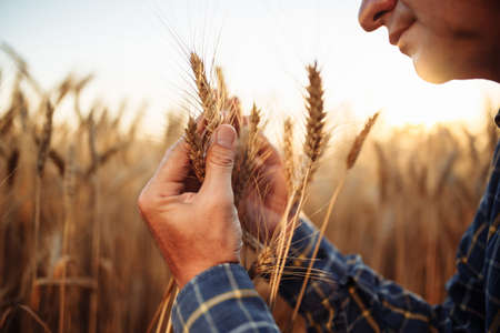 Closeup shot of a man checking the quality of the wheat spikelets on a sunset in the middle of the golden ripen field. Farm worker examines the ears of wheat before harvesting. Agricultural conceptの写真素材