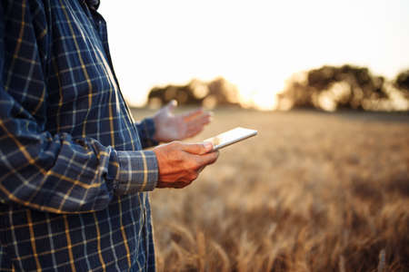 Tablet in the hands of a farmer at the golden wheat field. Spikelets of ripe grains on summer sunset. Man checks the progress of new harvest and examines statistics. New agricultural season conceptの写真素材
