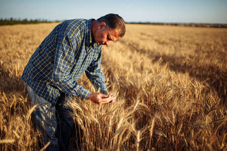 A man farmer examines the quality of the new crop of grains in the middle of the wheat field. Male standing around golden ears of wheat on a sunny day. Yellow spikelets of wheatの写真素材