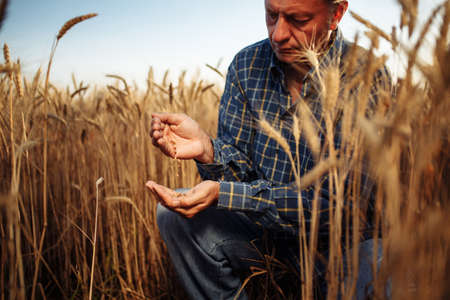 Farmer got down on one knee checking the quality of wheat grains in the middle of the golden ripe spikelets at the field. Worker assesses the ripe stage of wheat. Agricultural and harvest conceptの写真素材