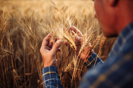 Closeup of the farmer checking the quality of the new crop at the wheat field. Agricultural worker...
