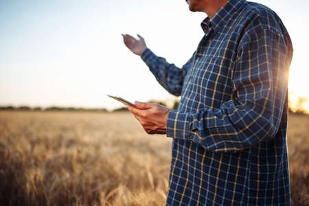 Farmer checking the progress of the harvest with the tablet at the middle of the folden wheat field....