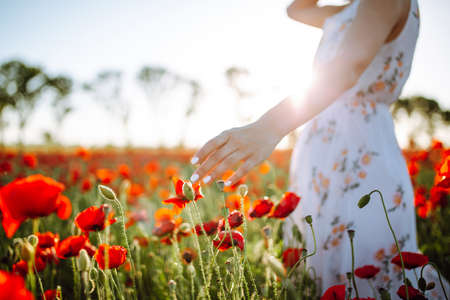Closeup of a young woman touching the red poppy flowers on the field. Girl wearing white dress touches poppies at the meadow. Spring and freedom atmosphere and vibeの写真素材
