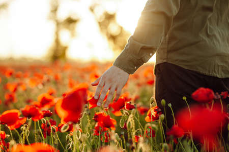 Close up of a man's hand touching the red poppy flowers on sunset. Male walking at the field among red sping flowers. Freedom and farmer conceptの写真素材