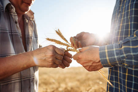 Two farmers standing in golden wheat field examining crop. Two men with spikelets of ripe wheat in...