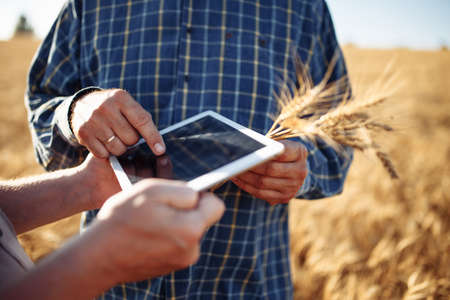 Agricultural engineers standing in a wheat field with a tablet in summer. Summer landscape. Crop check. Smart farming agricultural technology. Farmer examining wheat cropの写真素材