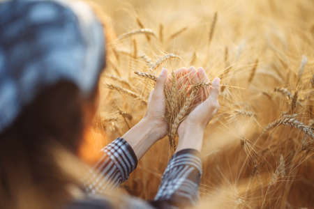 A close-up shot of a girl holding ears of ripe wheat in her hands. Photo of a girl with wheat in her...