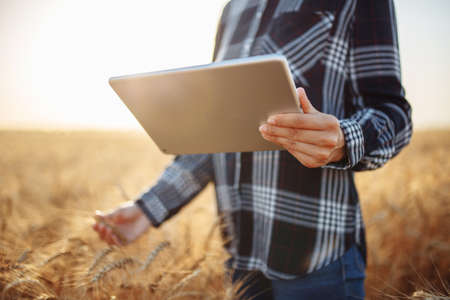 Close-up shot of a woman farmer inspecting wheat grains in a field with a tablet. Smart farming and digital agricultureの写真素材