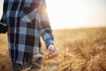 Close up shot aa woman farmer touching wheat spikelets on the sunset. Female farm worker checking the quality of the wheat crop before harvesting. Agriculture and meal conceptの写真素材