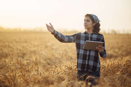 Young woman farmer stands in the wheat field looking for the progress of the new crop growth. Female...