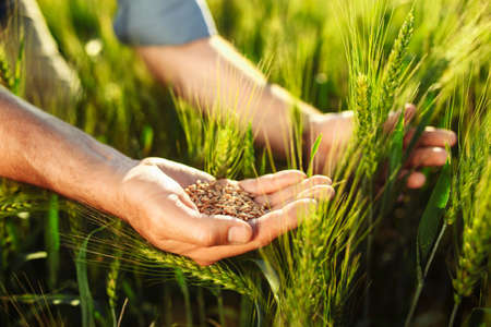 Farmer's hands. The agronomist checks and compares ripe wheat with young wheat. Ripe harvest...