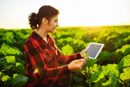 Female farmer with a tablet in her hands checks her field. Young sunflower. Smart farming. Agriculture technologies. Woman farmer in a green fieldの写真素材