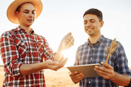 Two male farmers or agronomists check the quality of the crop in a wheat field. Ripe harvest concept. A man with a tablet in his hands. Smart farm. Grain quality checkの写真素材