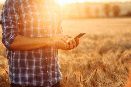 A male farmer or agronomist with phone in his hands in a field of golden wheat. Smart farm. The...