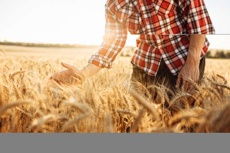 A close-up shot of a farmer or agronomist walking across the field, running his hand over spikelets...
