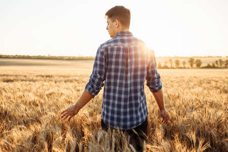 A young farmer or agronomist walks across a field with ripe wheat and runs his hand over the spikelets. A man in a plaid shirt in the middle of a field against the backdrop of a sunsetの写真素材