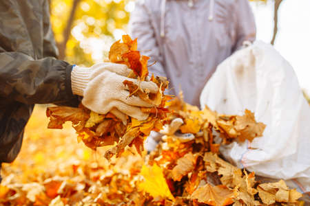 A close shot of a gloved hand being picked up and stacked a pile of leaves in a bag. Collecting fallen leaves in the park. Cleaning the backyard of yellow foliageの写真素材