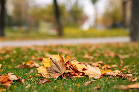 Pile of fall leaves on the green grass. Autumn landscape. Cold seasonの写真素材