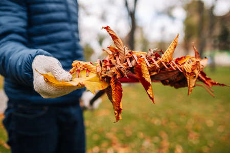 Gathering fallen leaves in autumn. Seasonal garden work. Backyard cleaning. Collecting leavesの写真素材