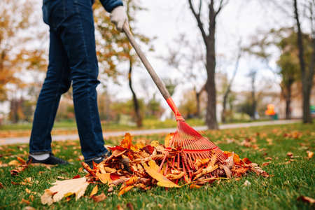 A man with a rake is cleaning up leaves in the backyard. Autumn landscape. Pile of fall leaves on the green grassの写真素材