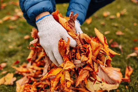 A close-up shot of a man's gloved hands holding fallen leaves. Cleaning foliage in the autumn garden