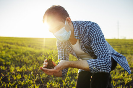 Young agronomist wearing medical mask checking the quality of the new wheat sprouts at the field. New green crop, farmer examines the progress of seeding growth. Healthy food and farming conceptの写真素材