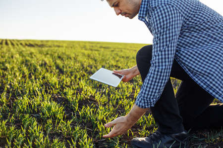 Young farmer examines green sprouts at the field and compares data with the expectations via tablet....