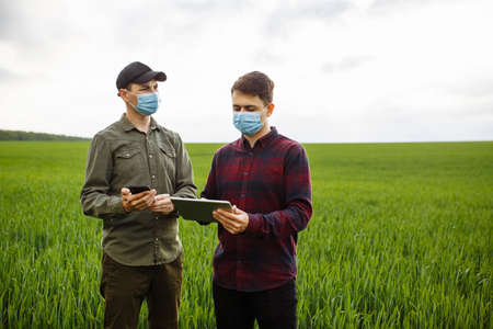 Two young farmers in masks with a tablet check the harvest. Men in a wheat field in spring. smart...