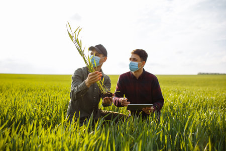 Two farmers in the middle of a green field with wheat. Men in masks check the harvest. Inspection of spikelets. smart farmの写真素材