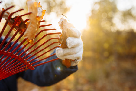 A close-up shot of a rake removing leaves. November sunny sunset evening. Gold autumnの写真素材